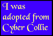 sitecybercollie3banner.gif